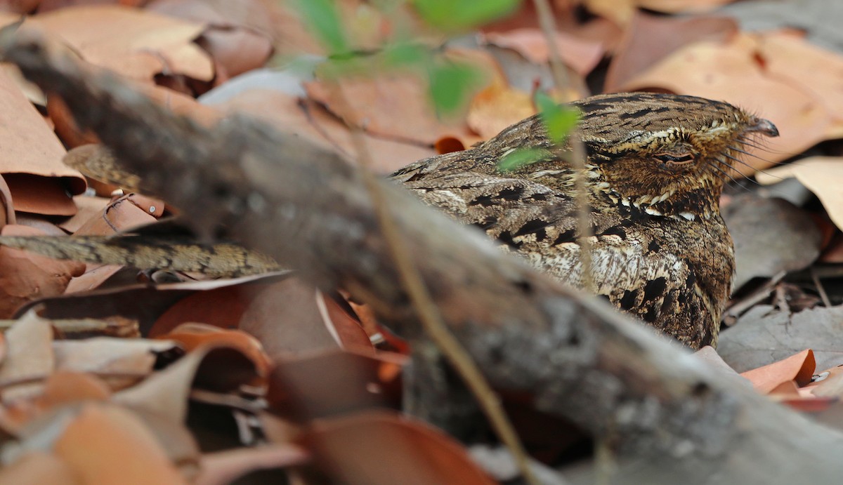 lelek karolinský - ML562352881