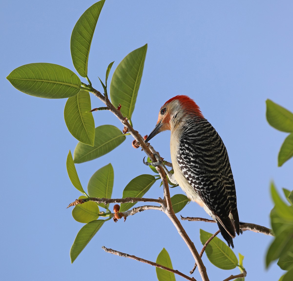 datel karolínský - ML562353251