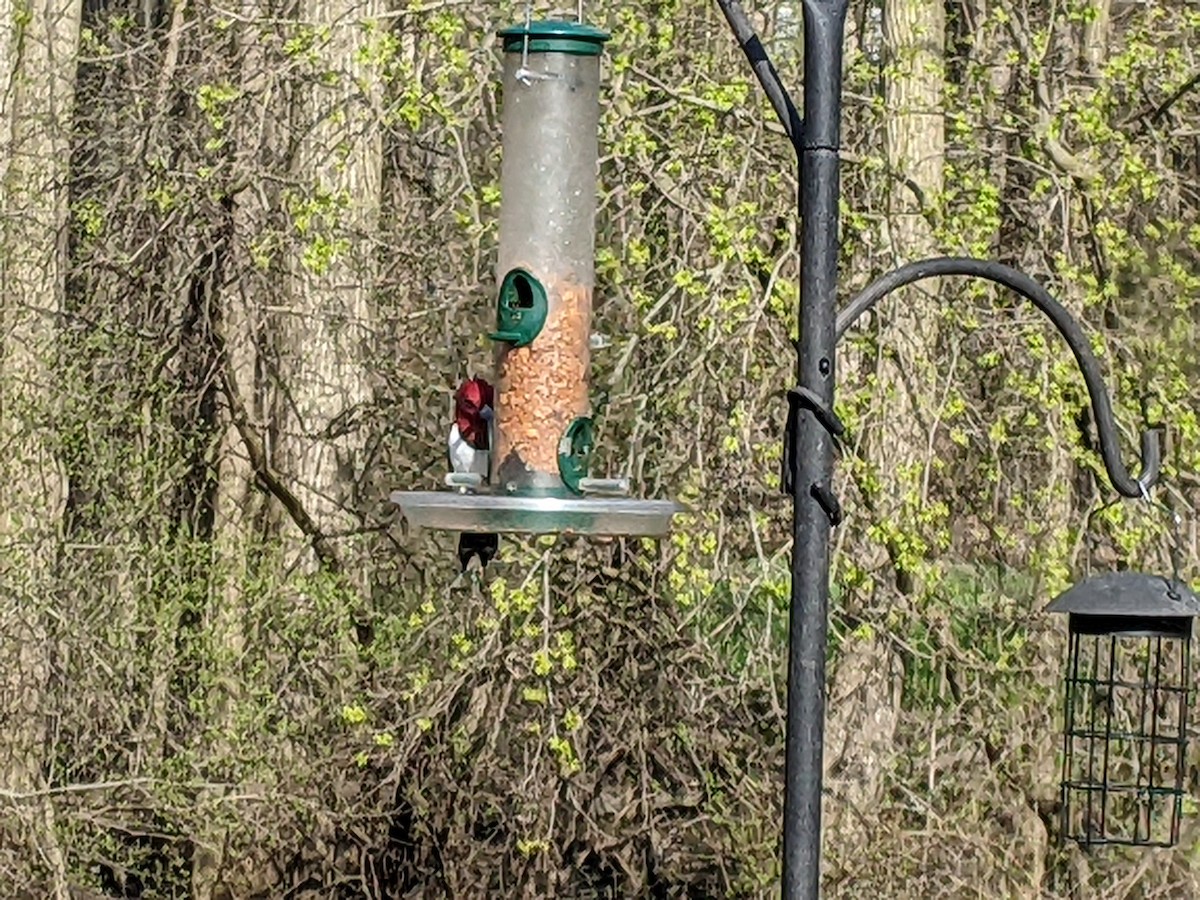 Red-headed Woodpecker - ML562353311