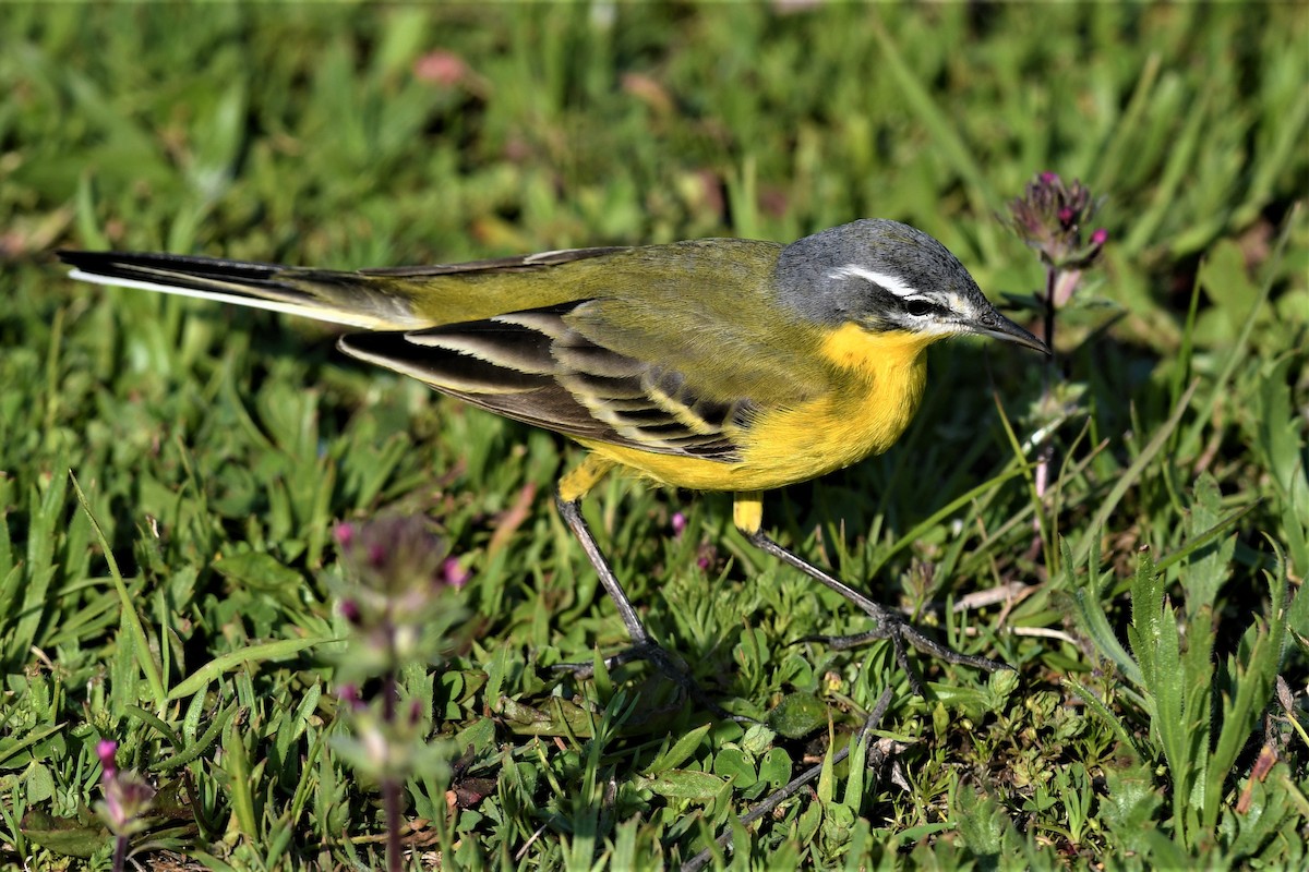 konipas luční - ML562353931