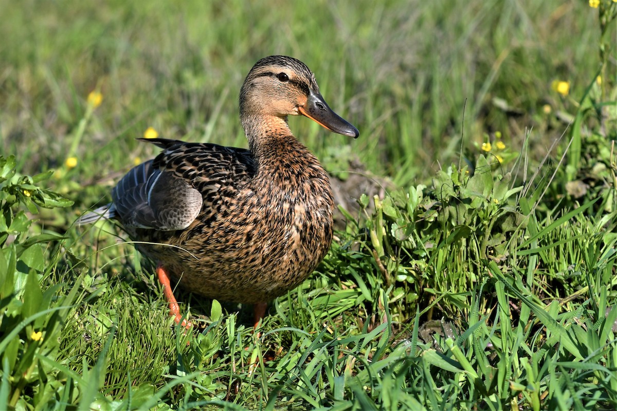 kachna divoká - ML562354641