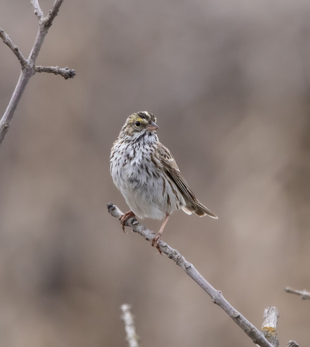Savannah Sparrow - Madeline Eggink