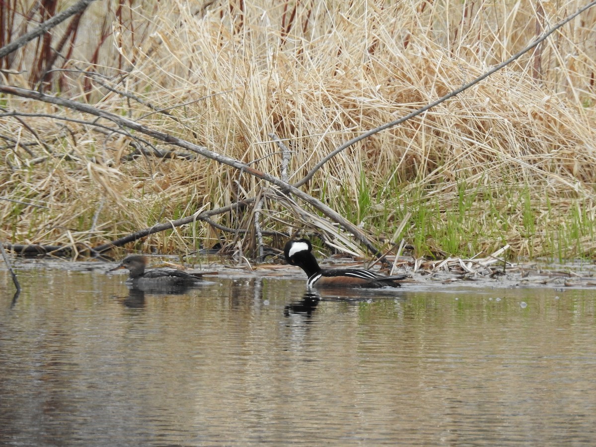 Hooded Merganser - ML562355621