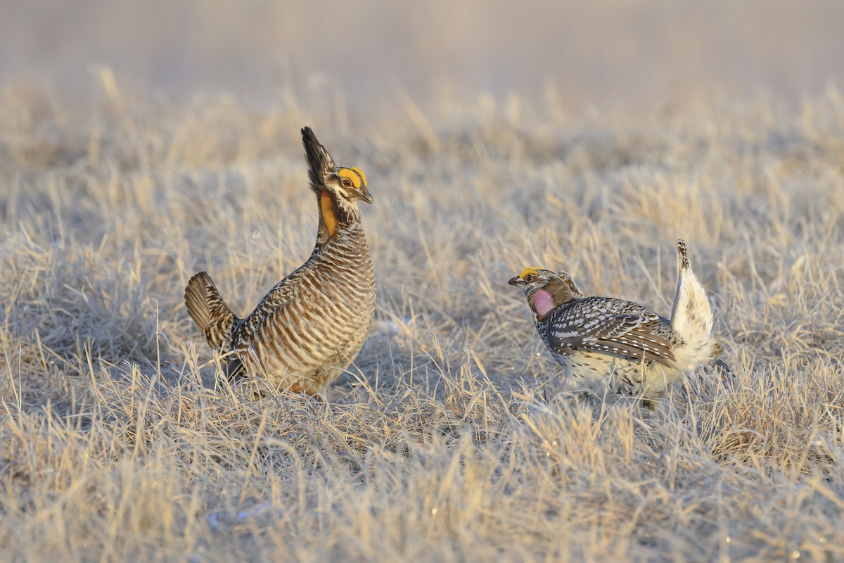 Greater Prairie-Chicken - ML562355641