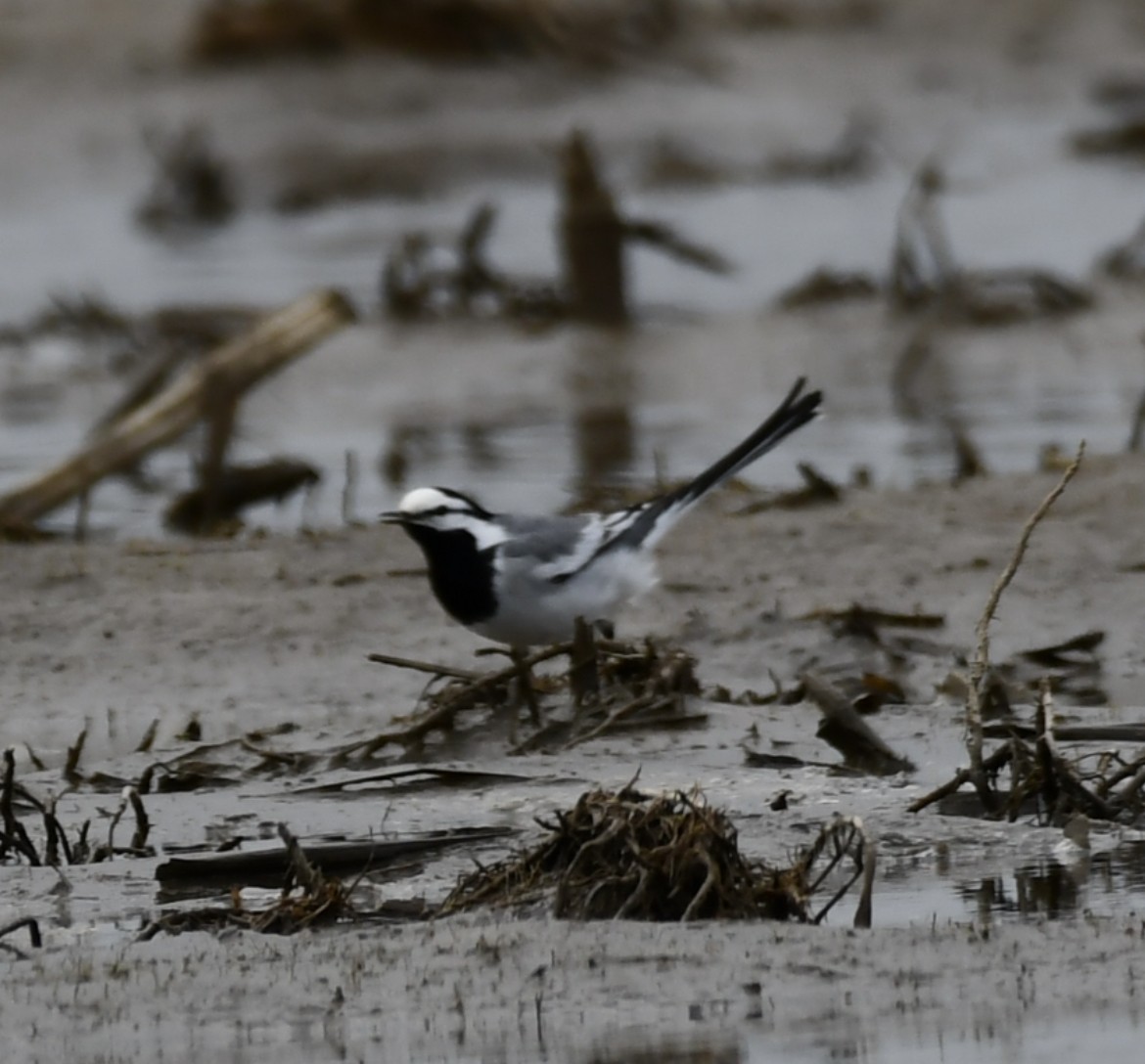 White Wagtail (ocularis) - ML562358351