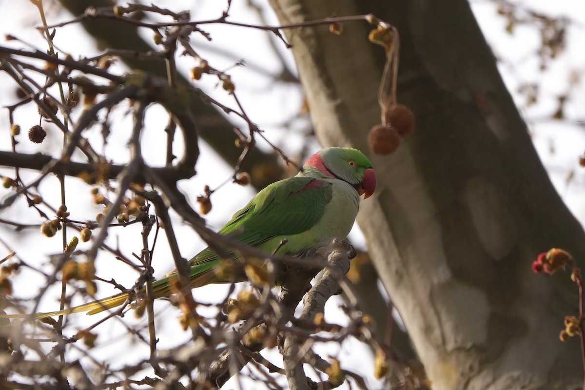 Alexandrine Parakeet - ML562358421