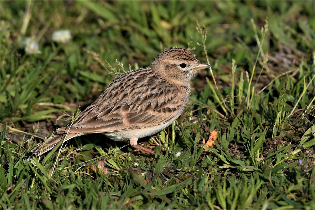 skřivánek krátkoprstý - ML562358921