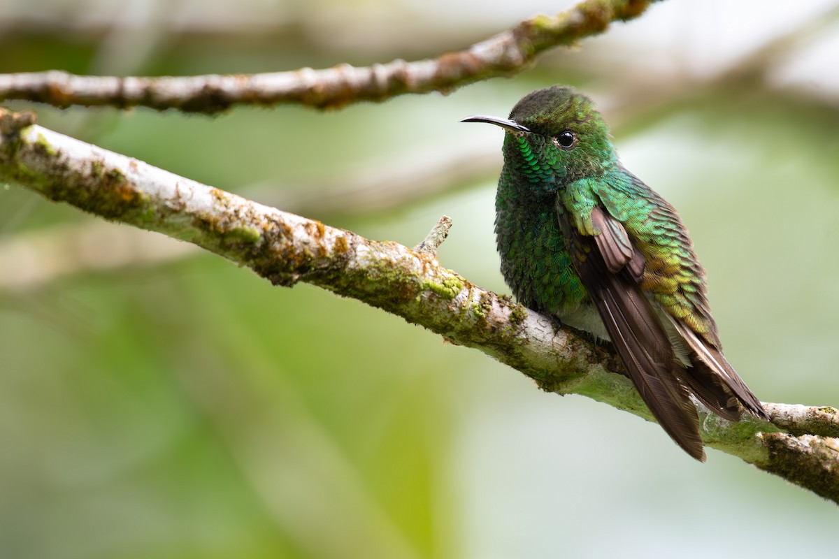 Coppery-headed Emerald - ML562359331