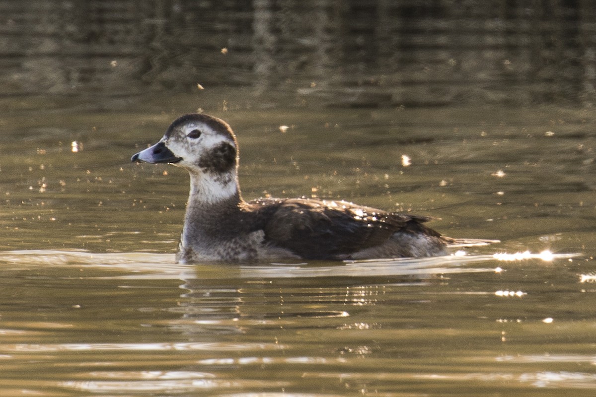 Long-tailed Duck - Mayca Martí