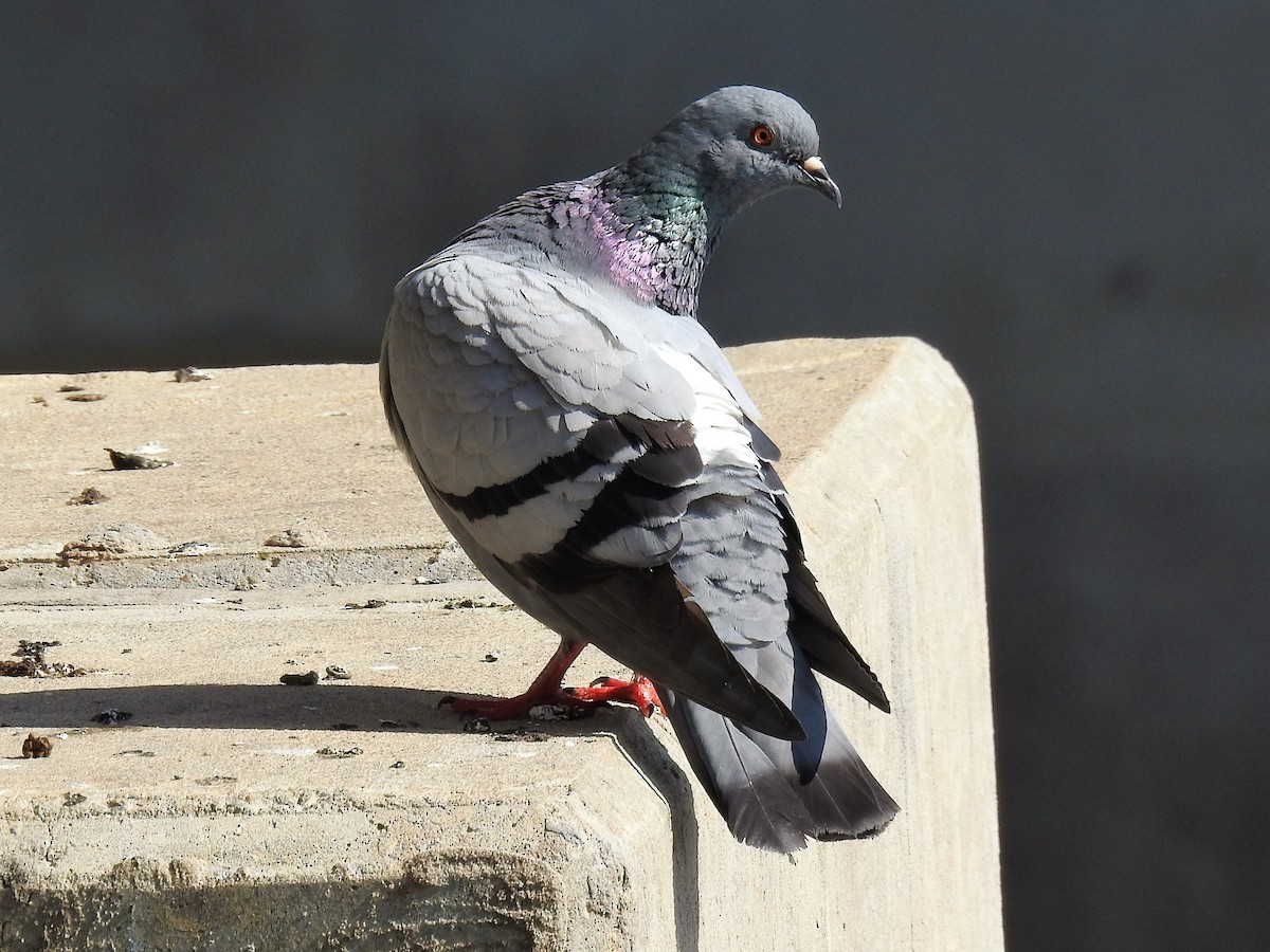 Rock Pigeon (Feral Pigeon) - ML562360011