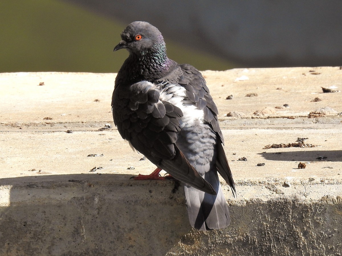 Rock Pigeon (Feral Pigeon) - ML562360021