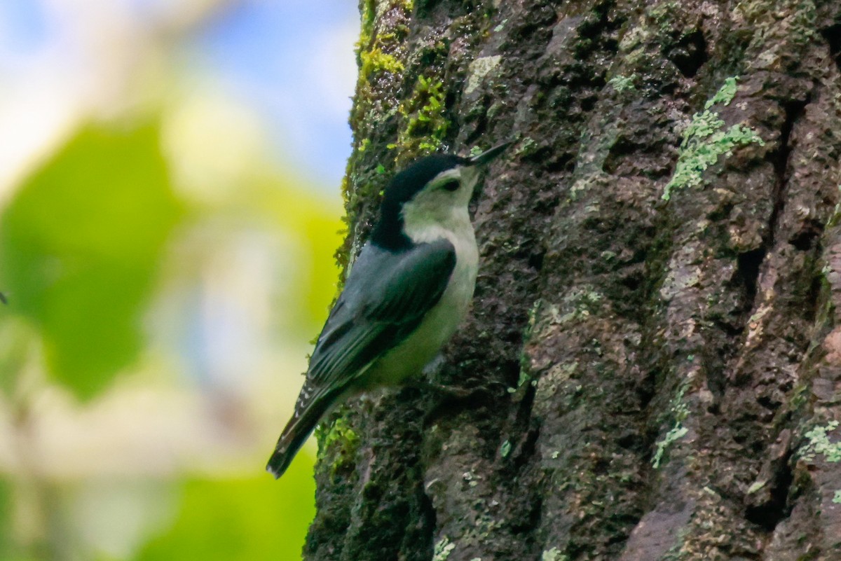 Sittelle à poitrine blanche (carolinensis) - ML562360331