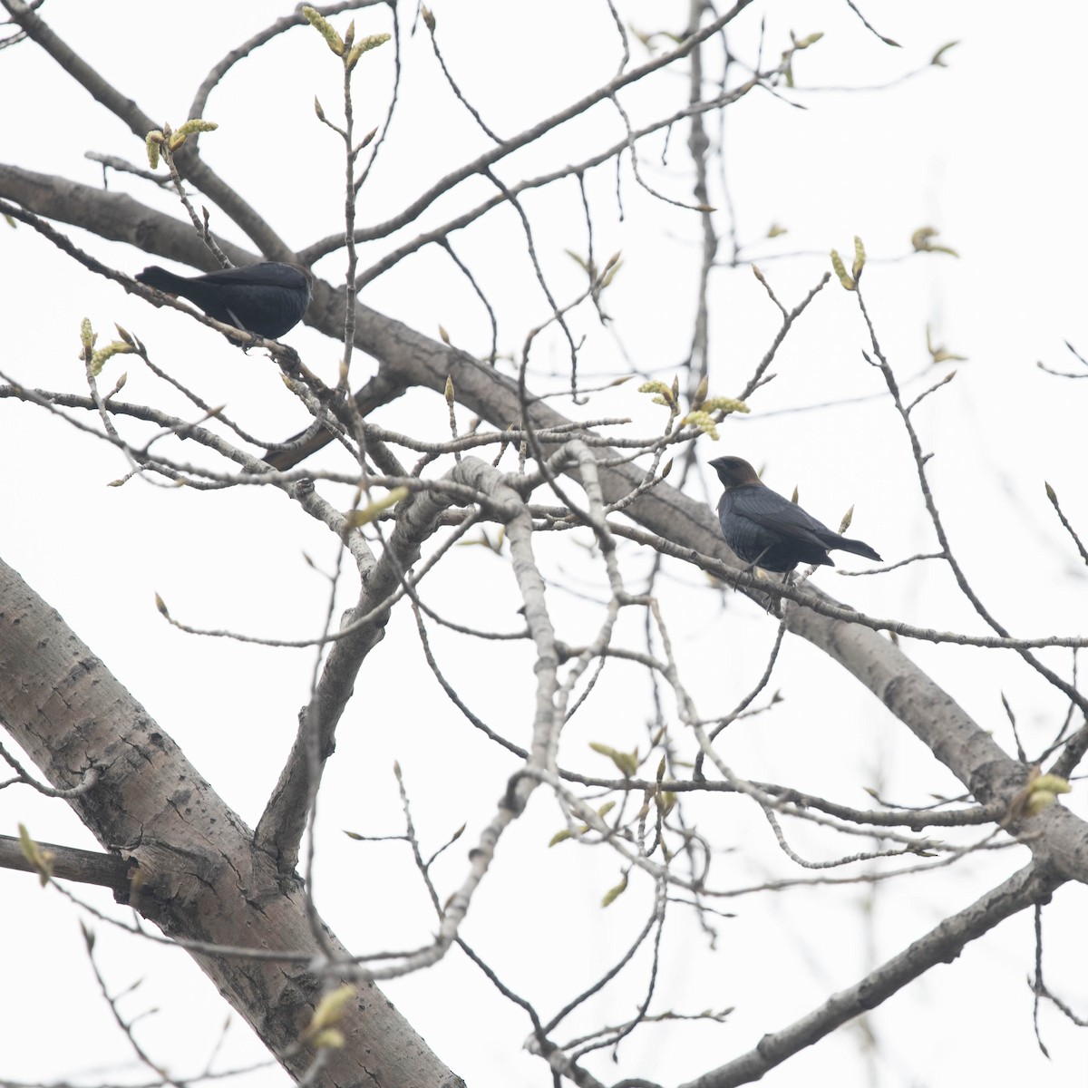 Brown-headed Cowbird - ML562361071