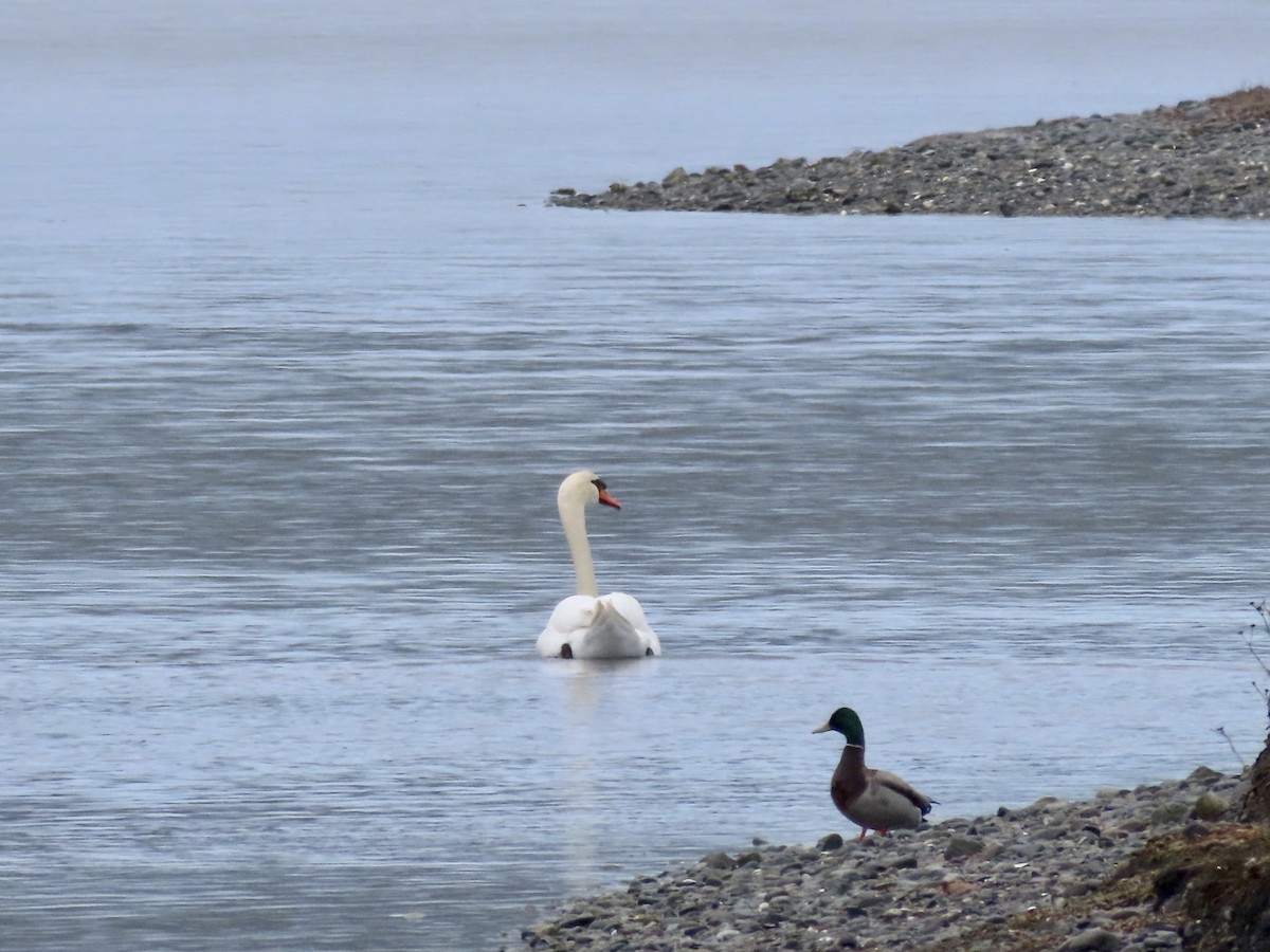 Хуруут хун - ML562361951