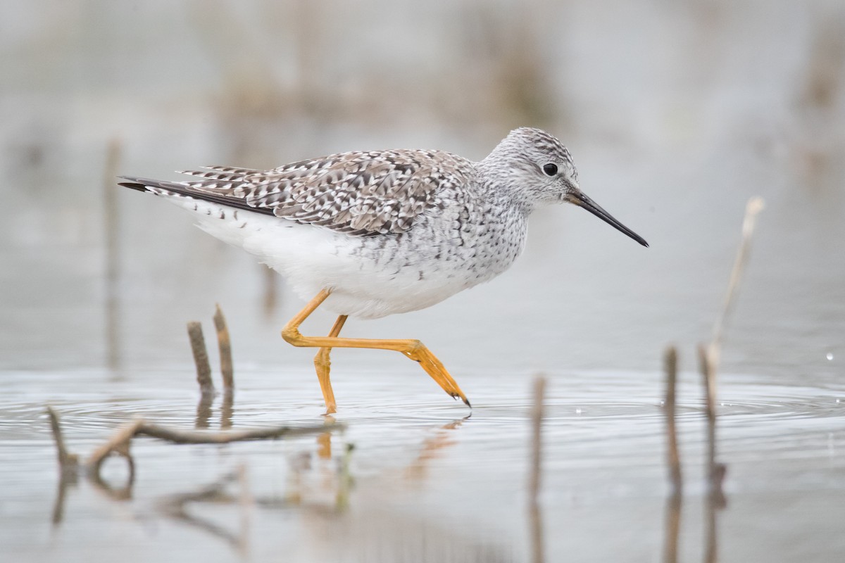 Lesser Yellowlegs - ML56236211