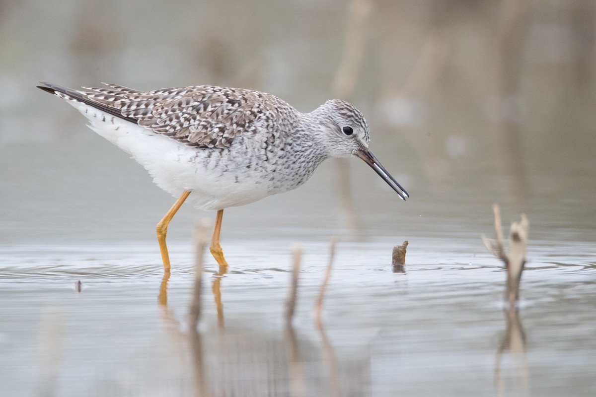 Lesser Yellowlegs - ML56236221