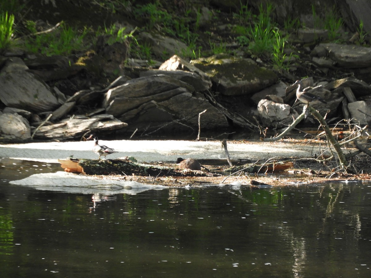 Wood Duck - ML562362231