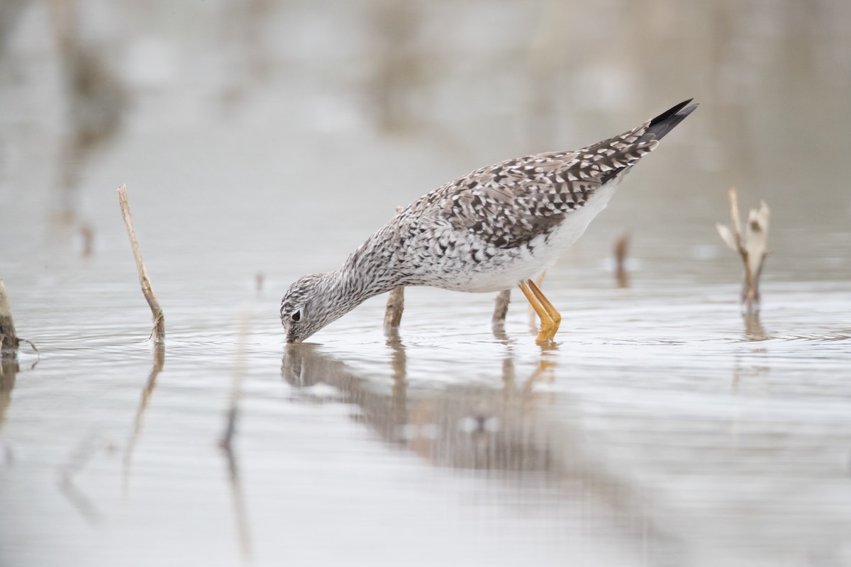 Lesser Yellowlegs - ML56236231