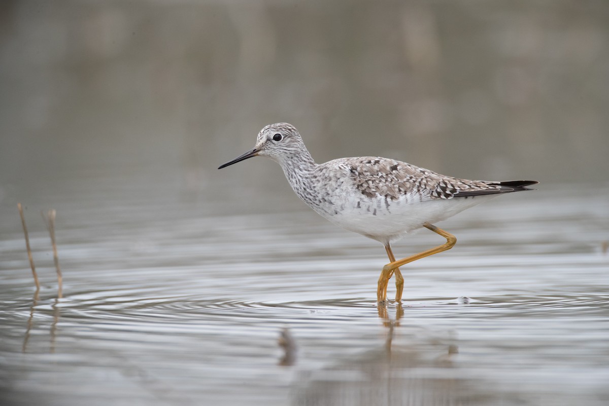 Lesser Yellowlegs - ML56236241