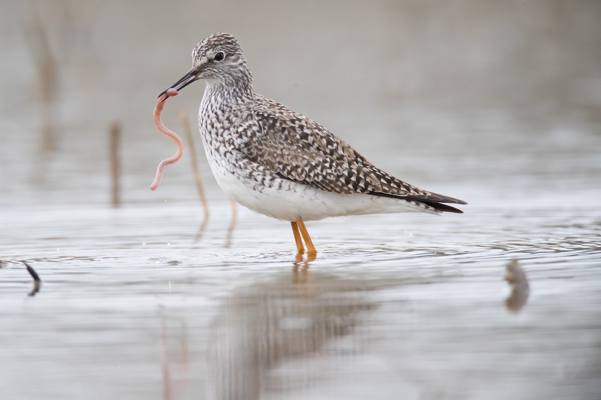 Lesser Yellowlegs - ML56236251