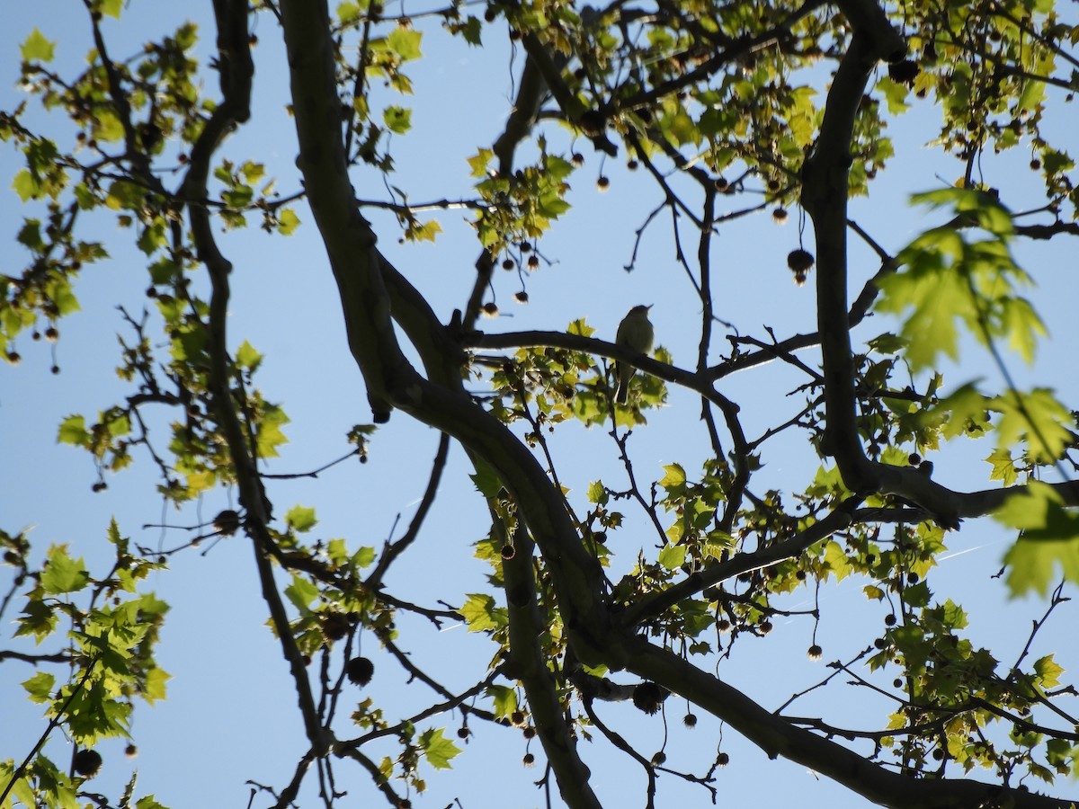 Eastern Warbling Vireo - ML562362511