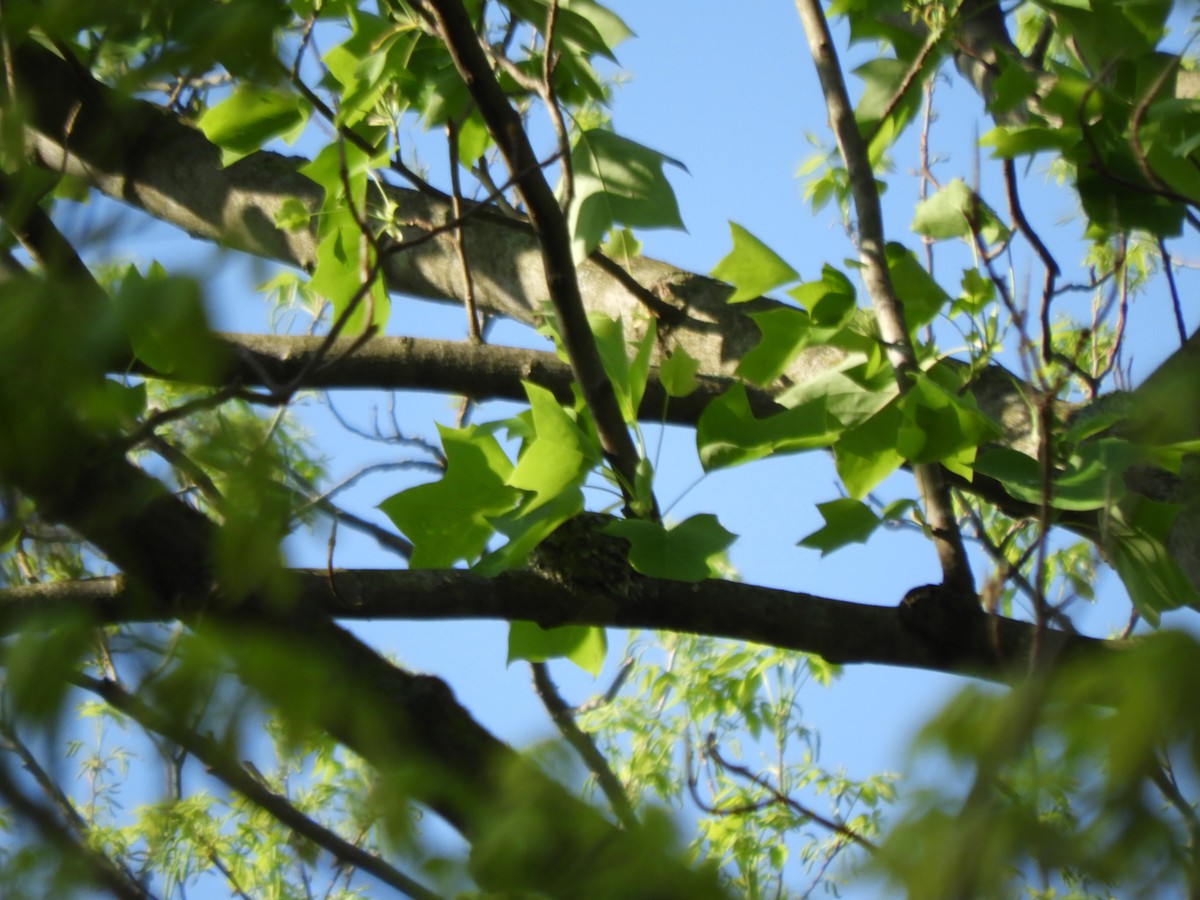 Blue-gray Gnatcatcher - ML562362751