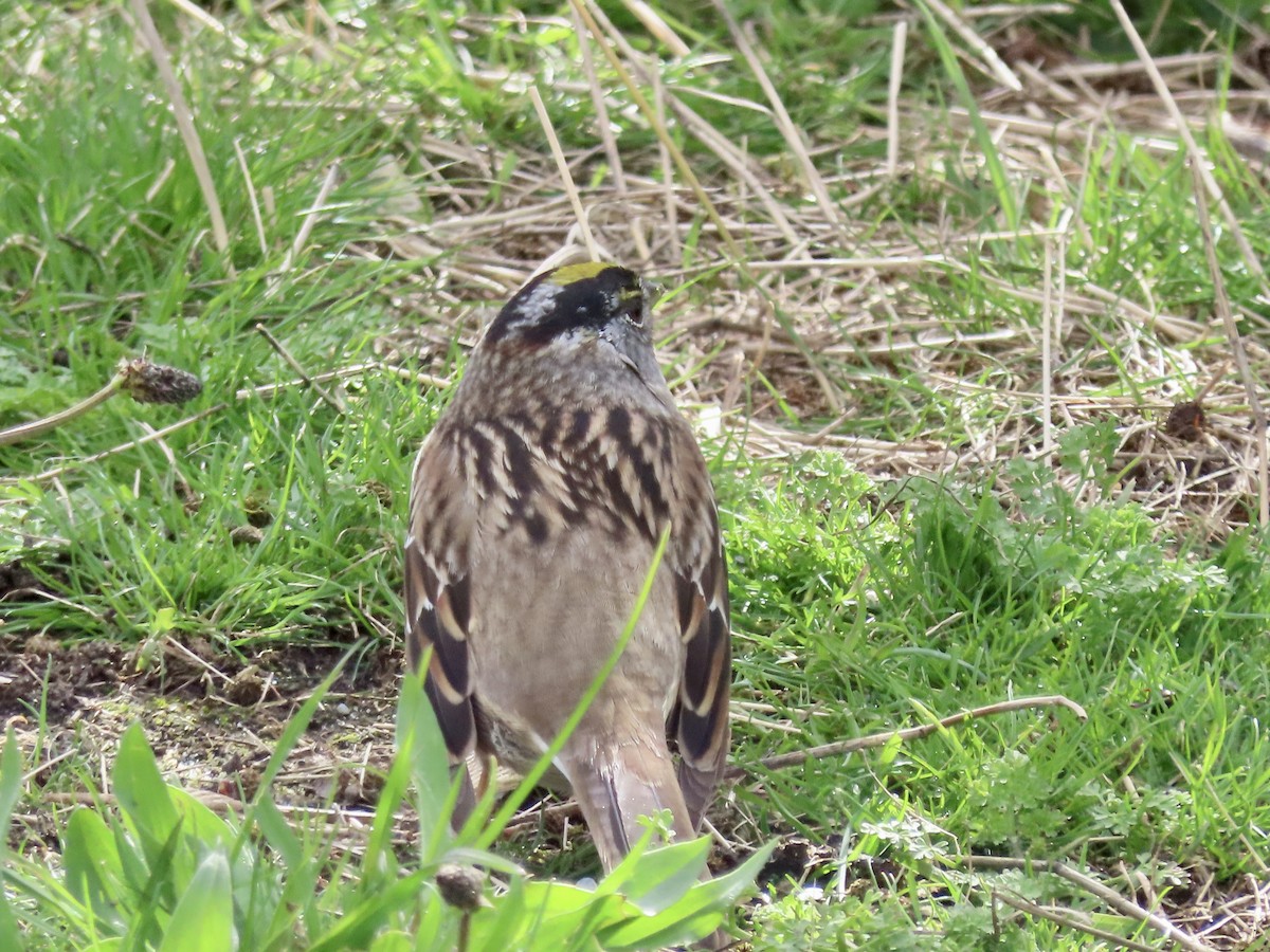 Golden-crowned Sparrow - ML562363691