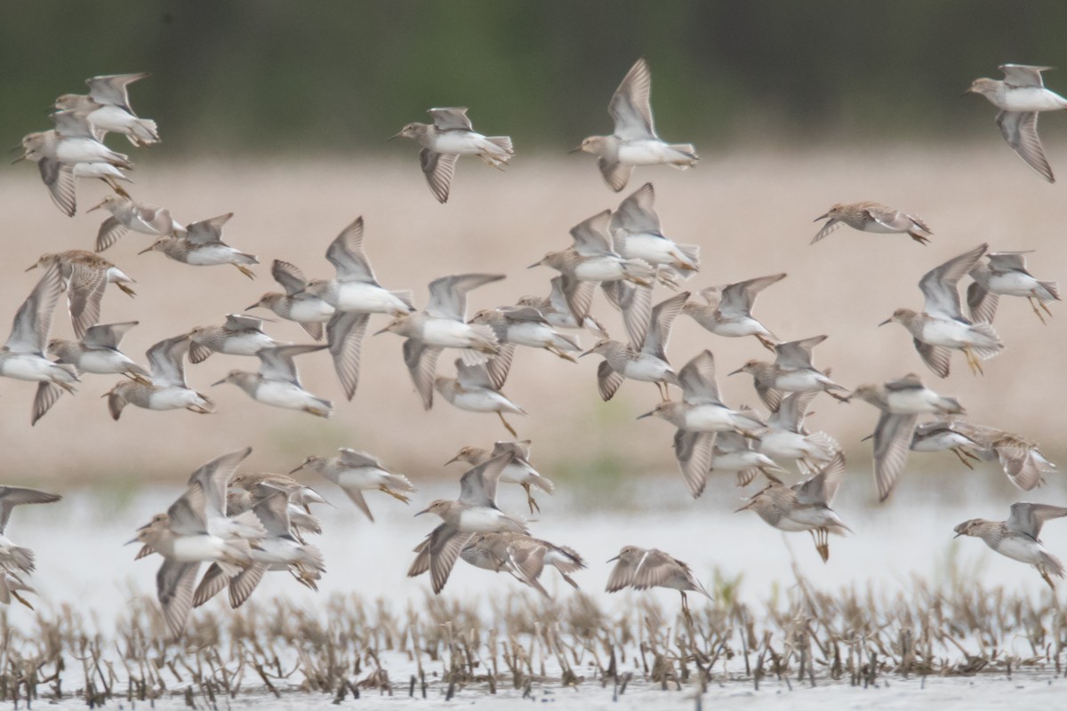 Pectoral Sandpiper - ML56236381