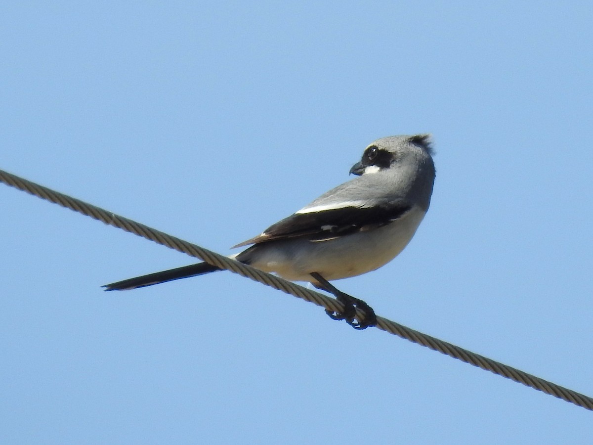 Loggerhead Shrike - ML562363981