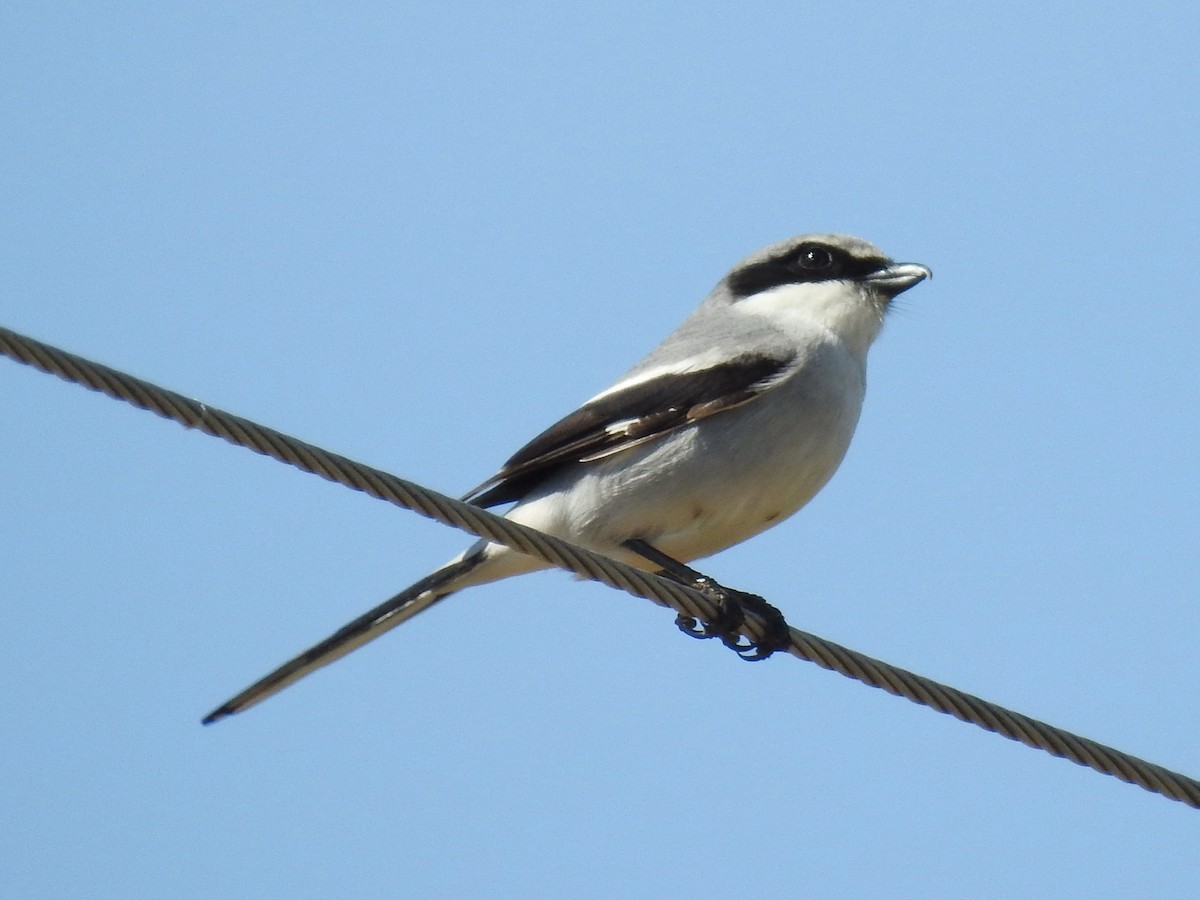 Loggerhead Shrike - Roger Massey