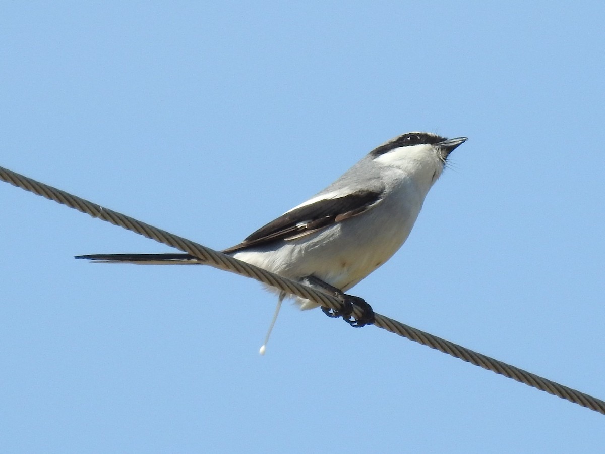 Loggerhead Shrike - Roger Massey