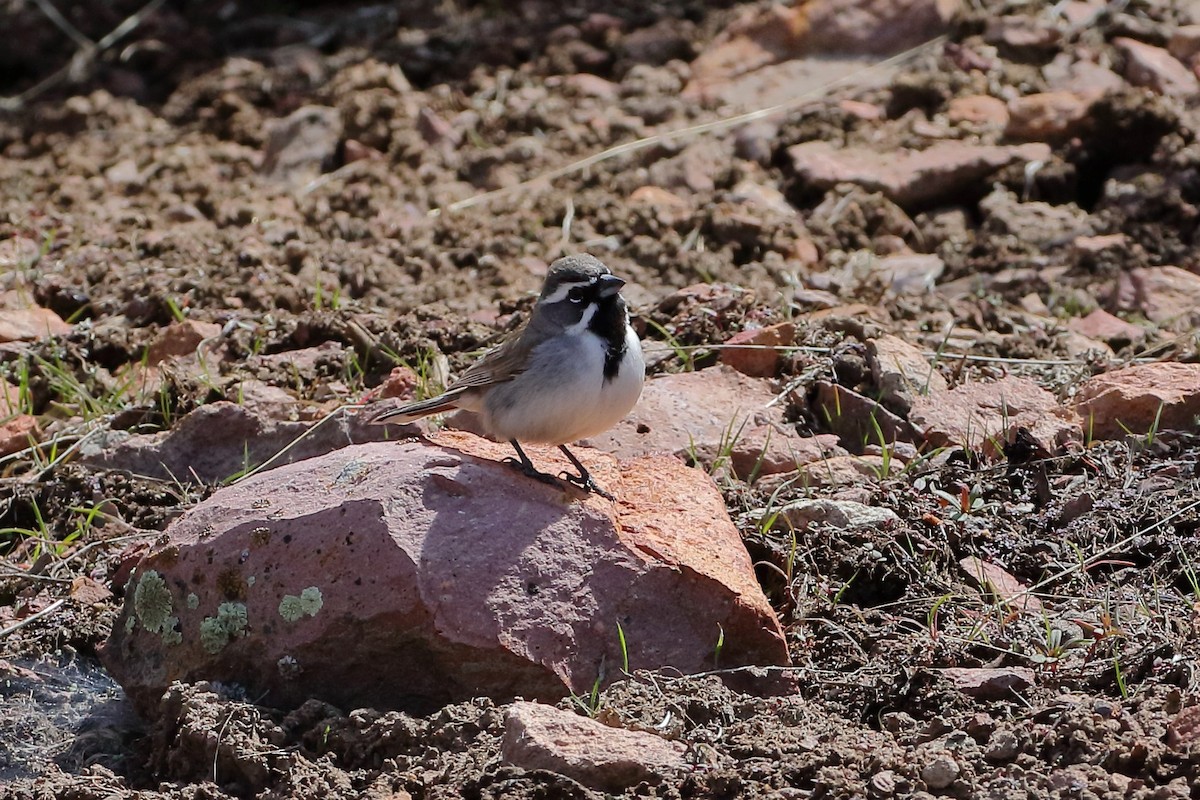 Black-throated Sparrow - ML562364281