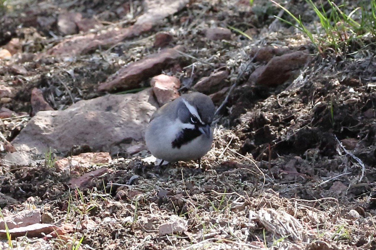 Black-throated Sparrow - ML562364321