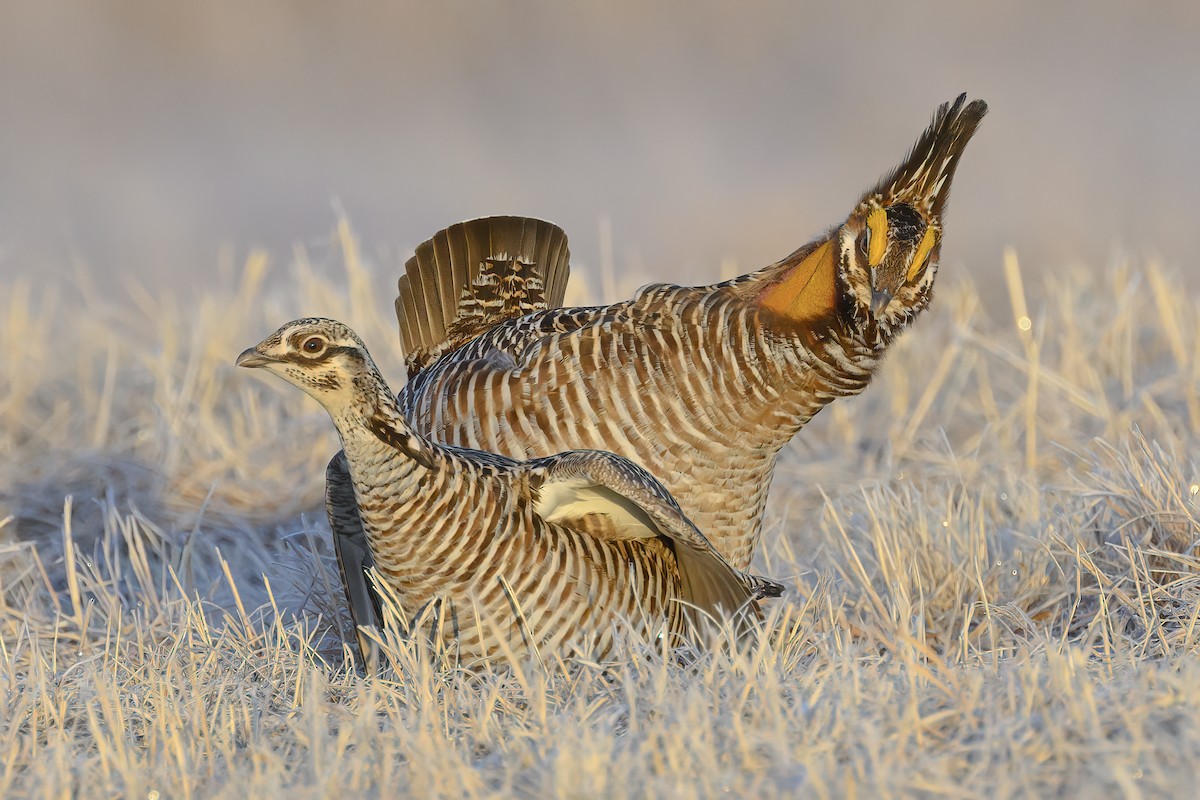 Greater Prairie-Chicken - ML562364931