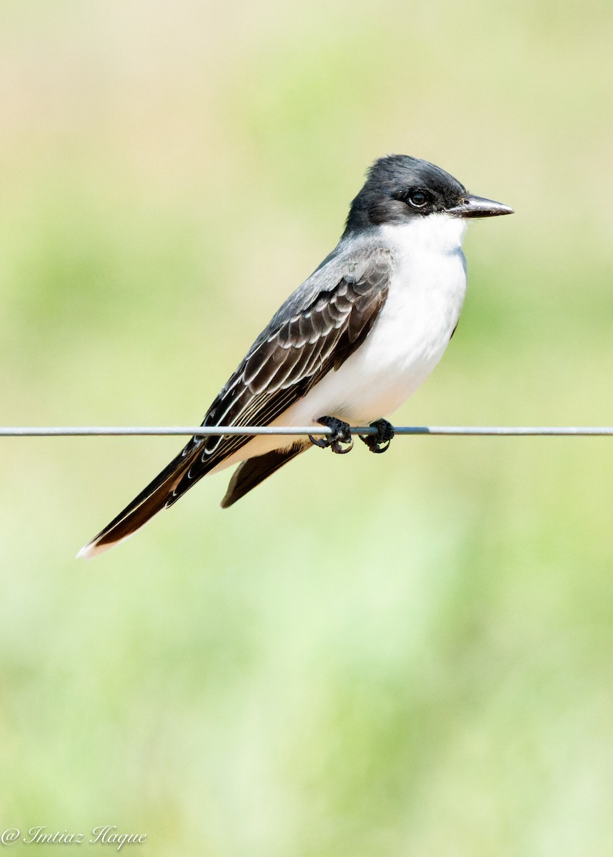 Eastern Kingbird - ML562364941