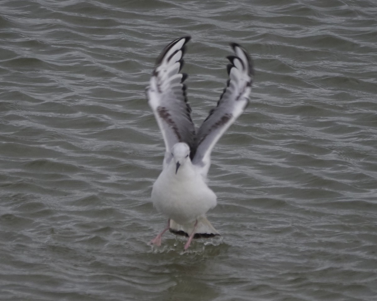 Mouette de Bonaparte - ML562365761