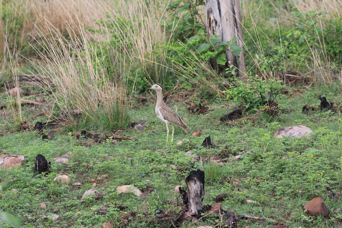 Double-striped Thick-knee - ML562365931
