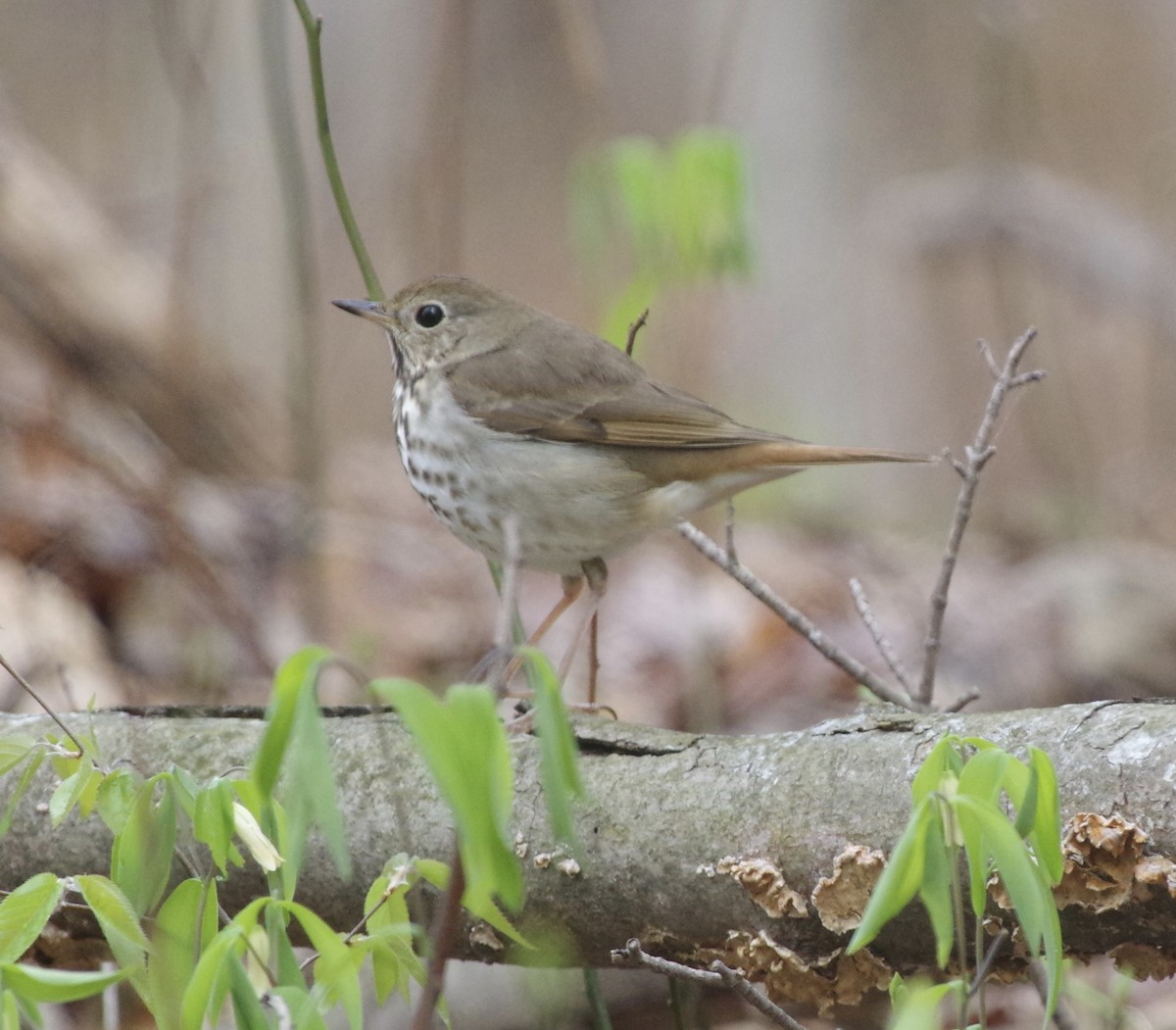 Hermit Thrush (faxoni/crymophilus) - ML562367821