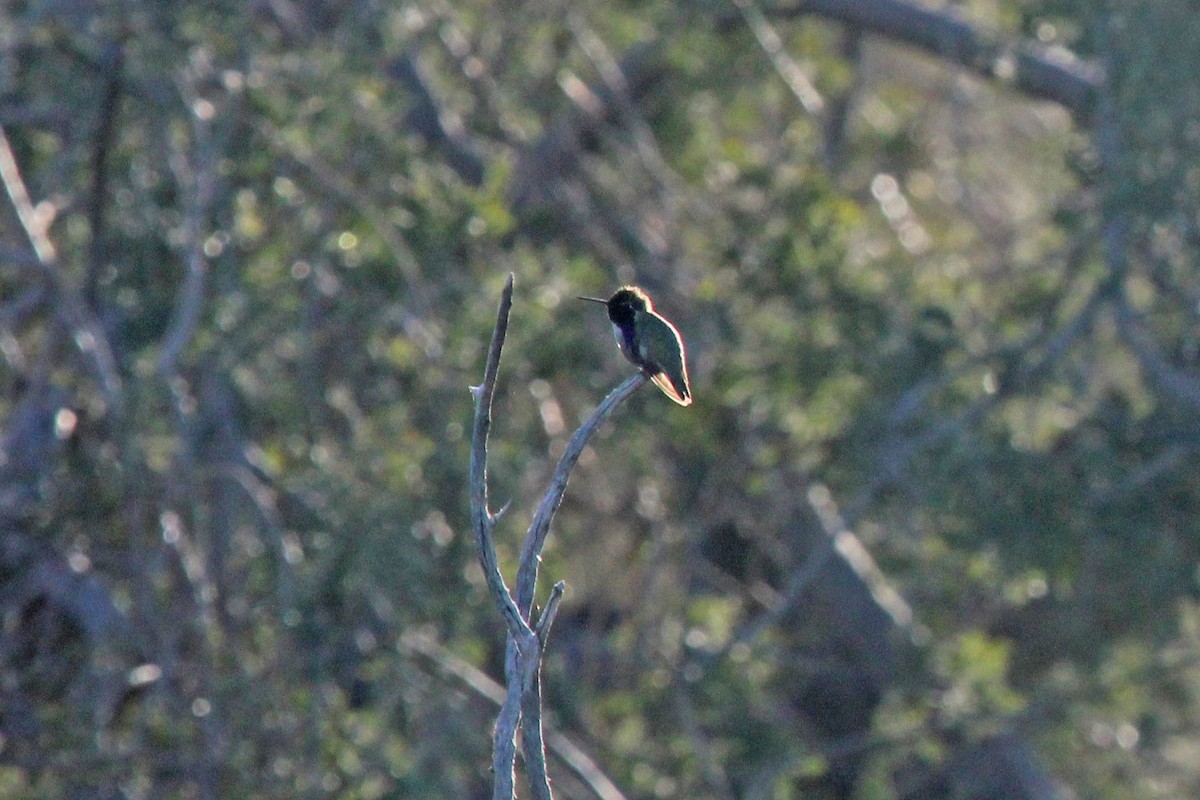 Colibri de Costa - ML562368551