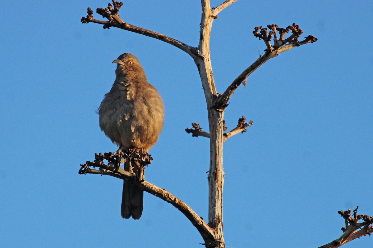 Curve-billed Thrasher - ML562368661