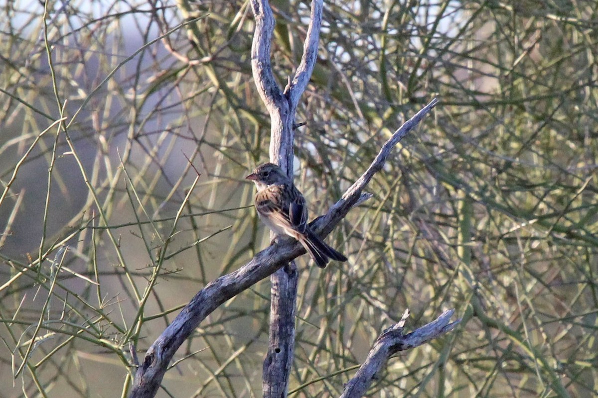 Brewer's Sparrow - ML562368771