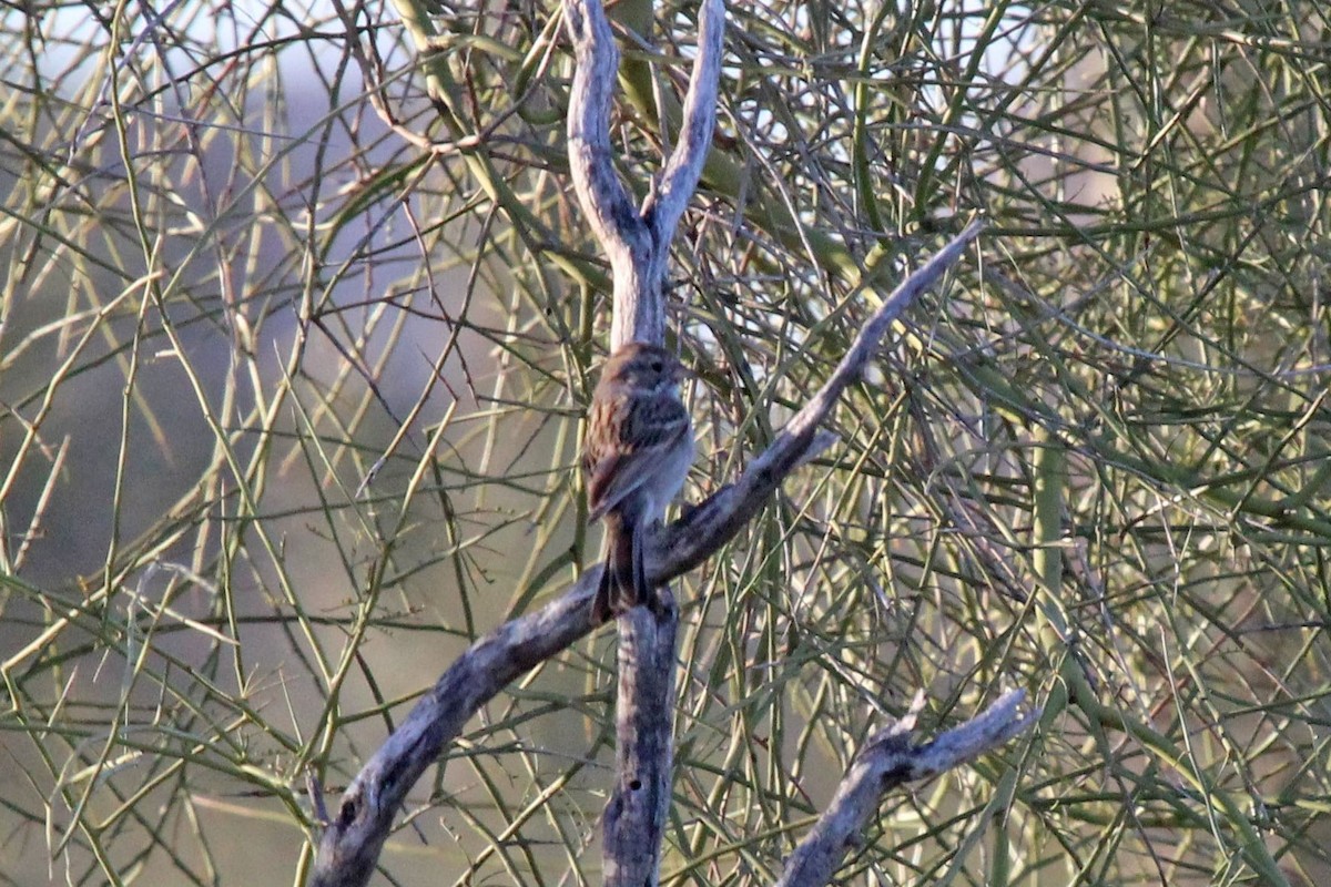 Brewer's Sparrow - ML562368781