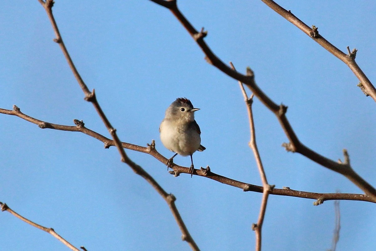 Lucy's Warbler - ML562368841