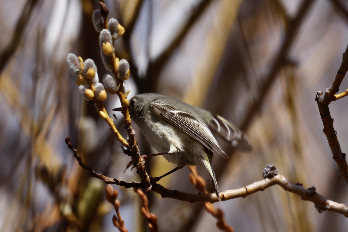 Ruby-crowned Kinglet - Bill Frey