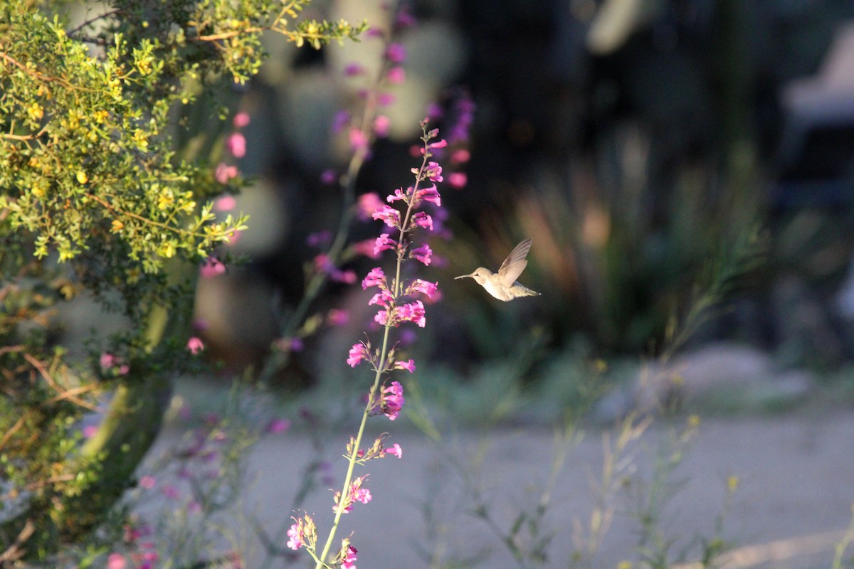 Anna's Hummingbird - ML562368871