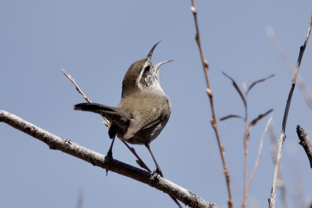 Bewick's Wren - ML562368901