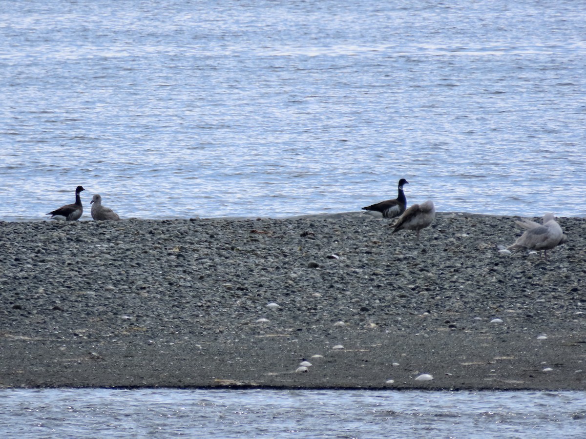 Казарка чорна (підвид nigricans) - ML562368941