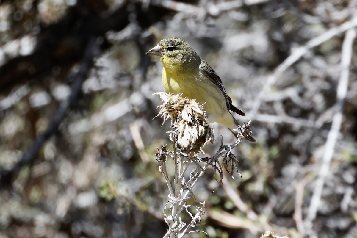 Lesser Goldfinch - ML562369021