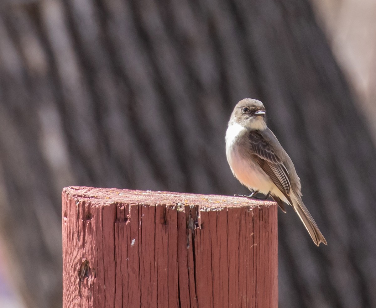 Eastern Phoebe - ML562369231