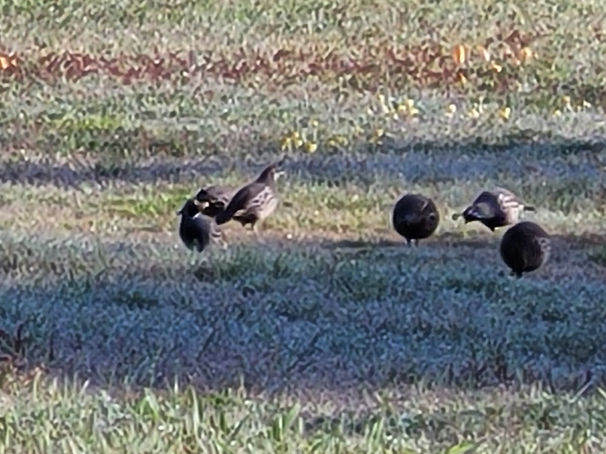 California Quail - ML562369521